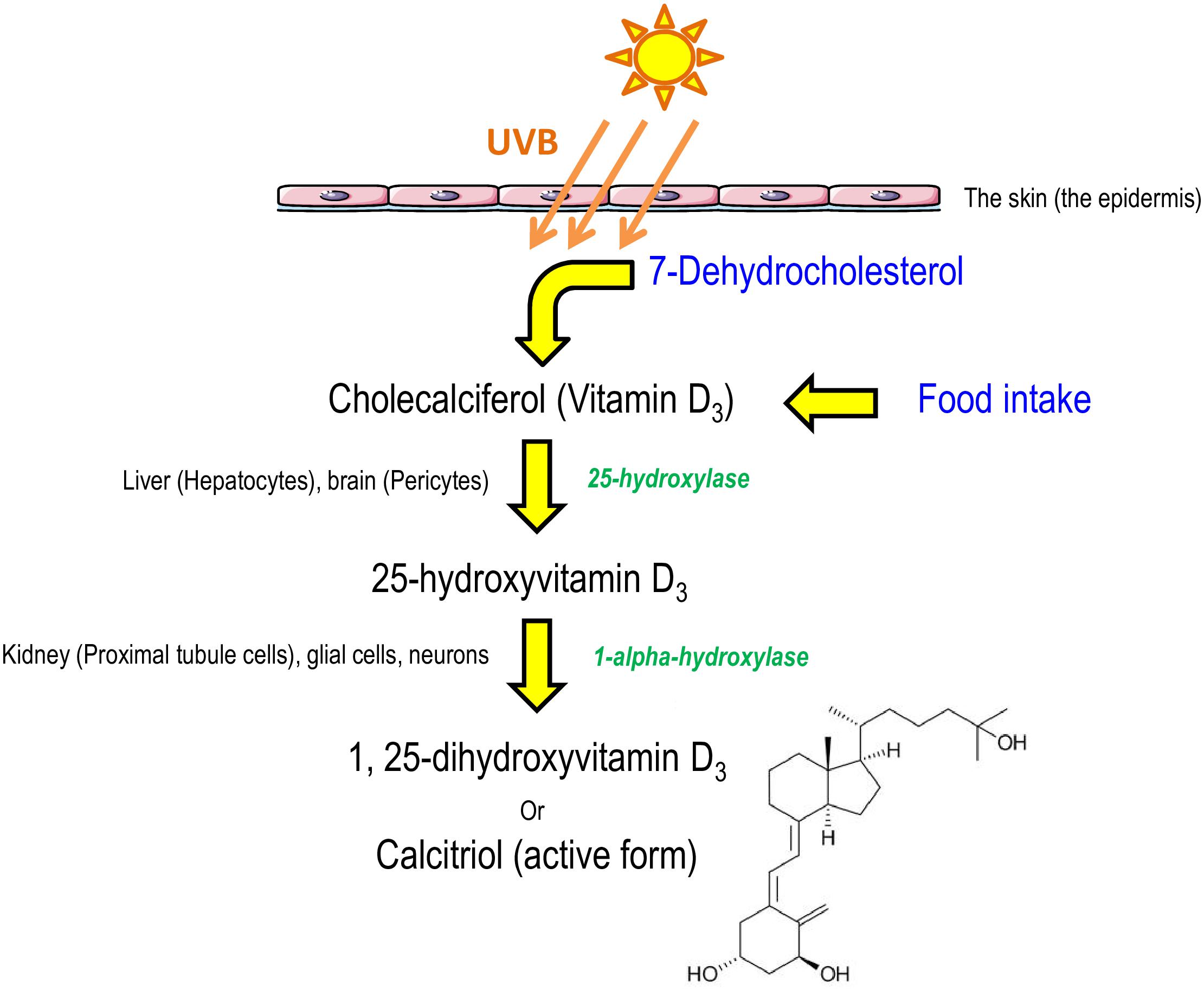 Frontiers Focus On 125 Dihydroxyvitamin D3 In The