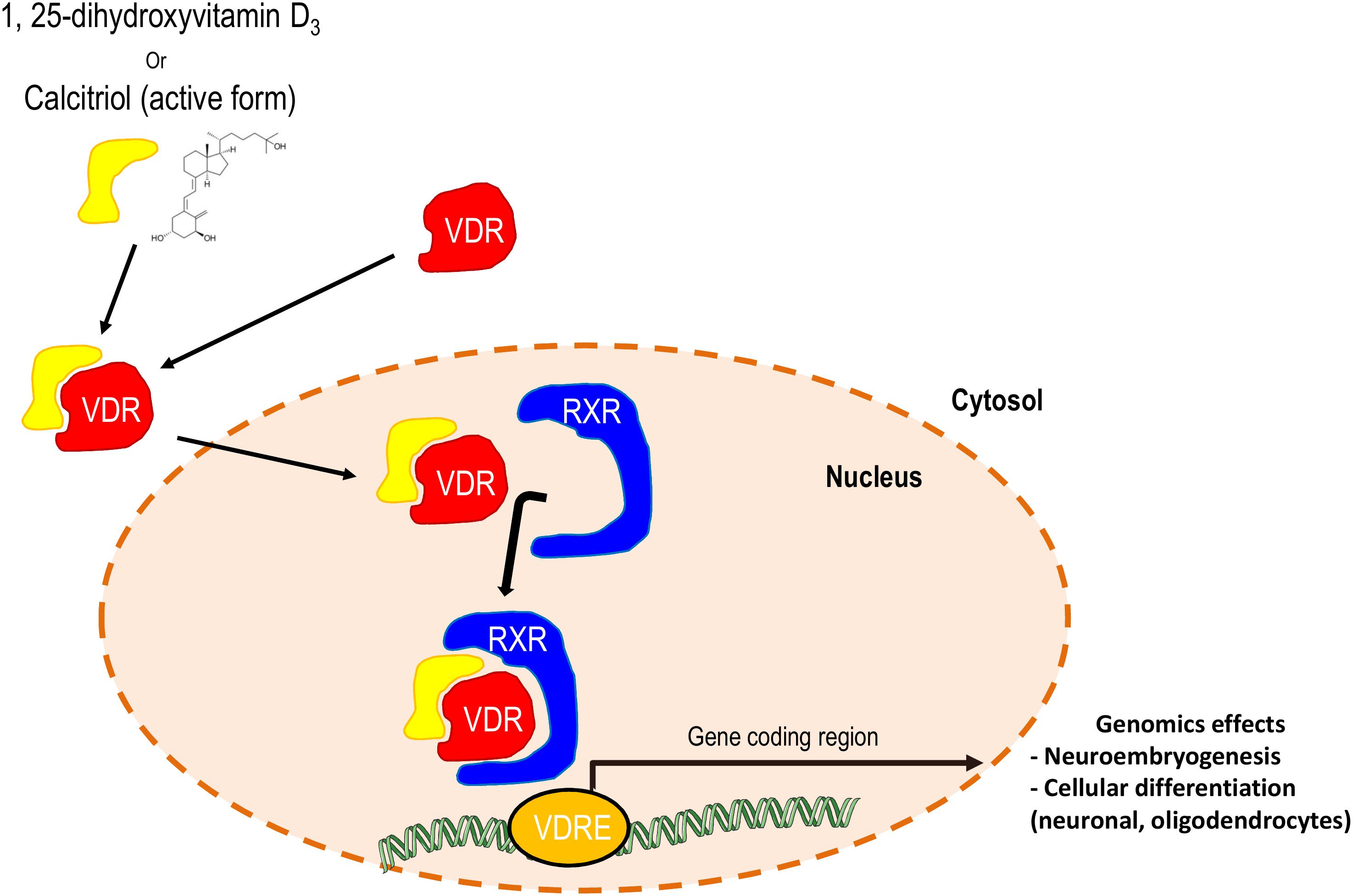 Frontiers Focus On 125 Dihydroxyvitamin D3 In The