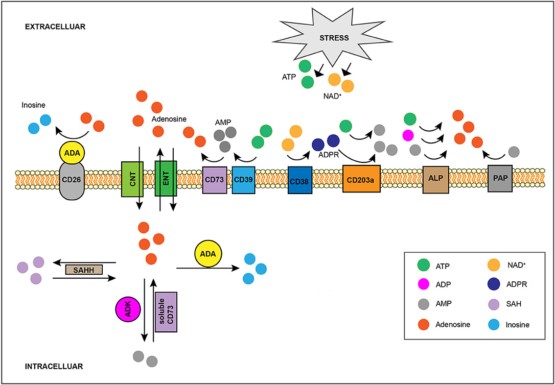 Frontiers Targeting Adenosine In Cancer Immunotherapy To Enhance T Cell Function Immunology