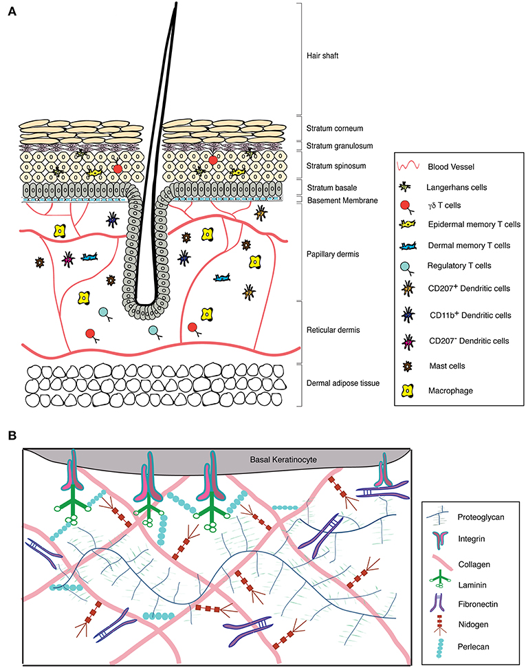 Frontiers Unraveling The Ecm Immune Cell Crosstalk In Skin Diseases