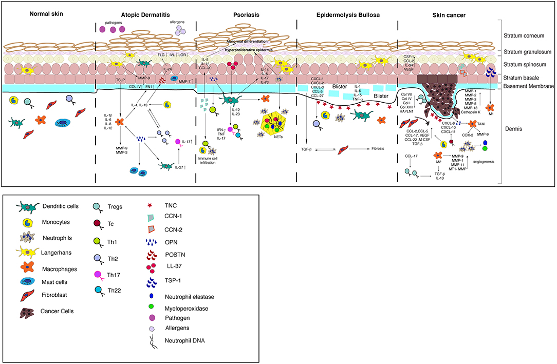 Frontiers Unraveling The Ecm Immune Cell Crosstalk In Skin Diseases