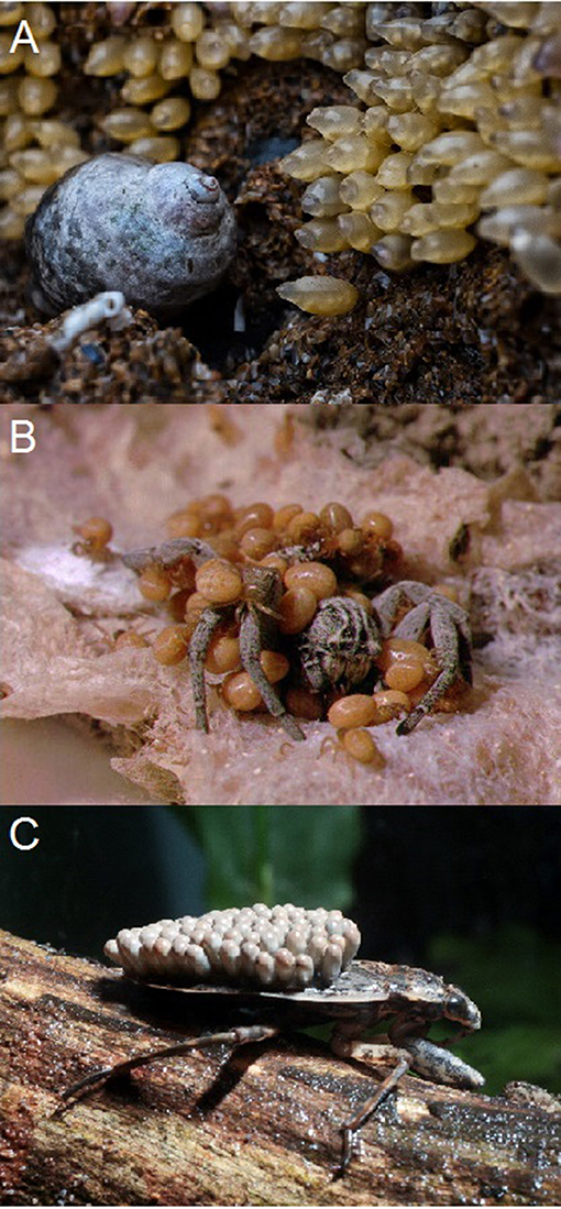 Who Cares? Parenting in Invertebrate Animals · Frontiers for Young Minds
