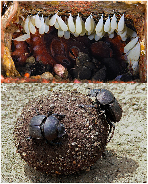 Figure 2 - Some invertebrates provide care to their offspring because without it, the offspring would be unlikely to survive themselves.