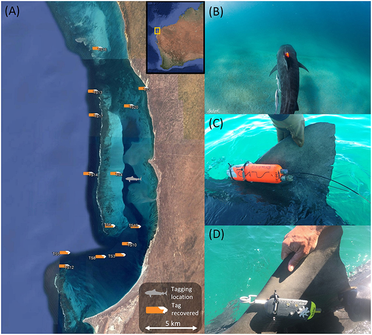 Frontiers  First Application of 360-Degree Camera Technology to Marine  Predator Bio-Logging