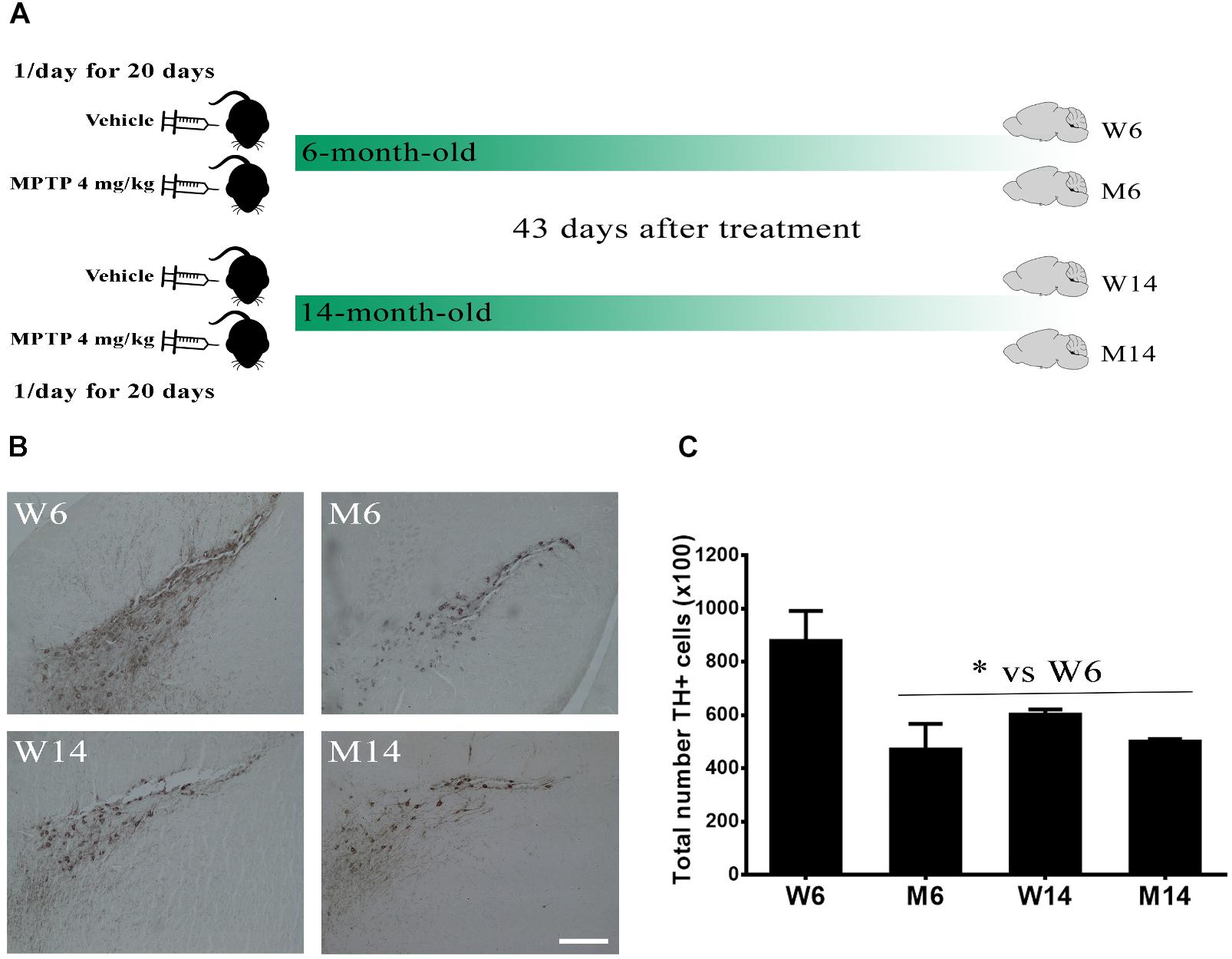 Frontiers Differential Aggregation And Phosphorylation Of Alpha Synuclein In Membrane Compartments Associated With Parkinson Disease Neuroscience