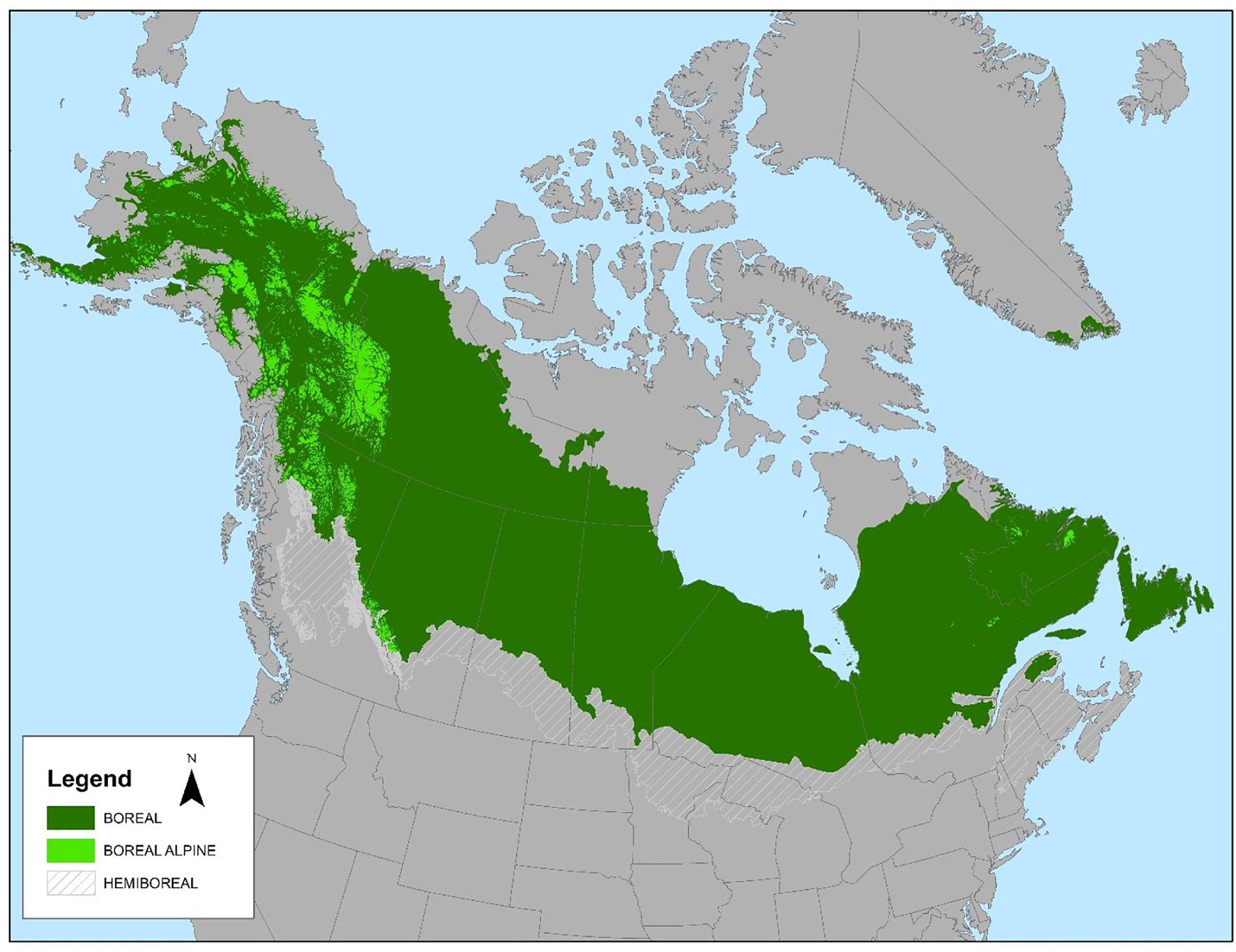 Taiga biome, boreal snow forest. Terrestrial ecosystem world map