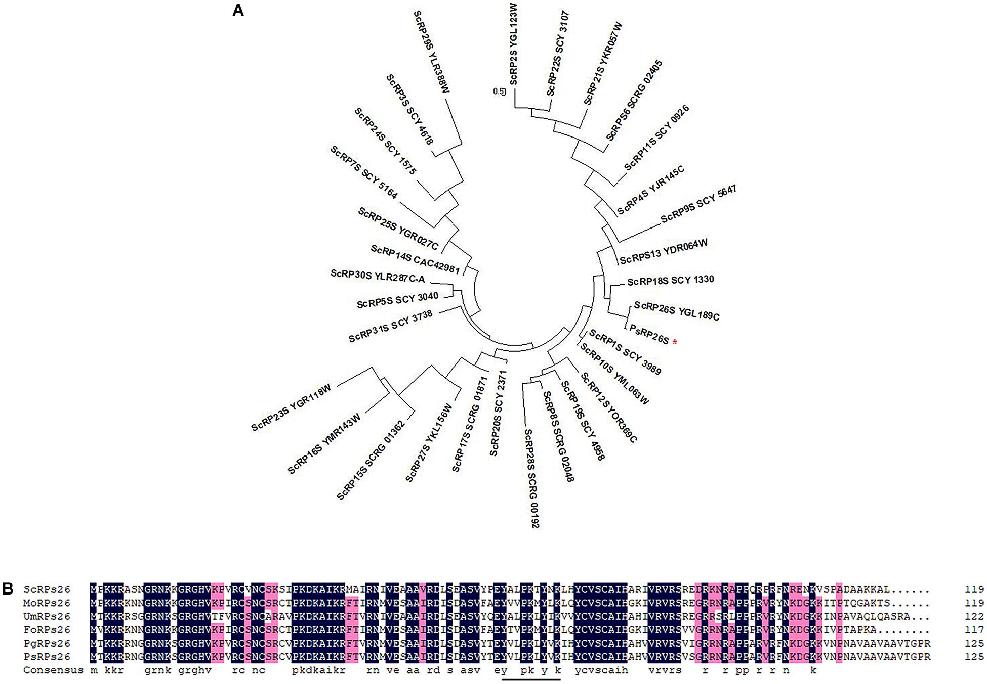 Frontiers Psrps26 A 40s Ribosomal Protein Subunit Regulates The Growth And Pathogenicity Of Puccinia Striiformis F Sp Tritici Microbiology