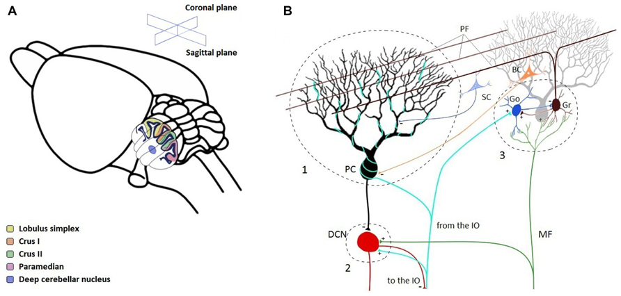 Frontiers | Linking oscillations in cerebellar circuits | Frontiers in ...