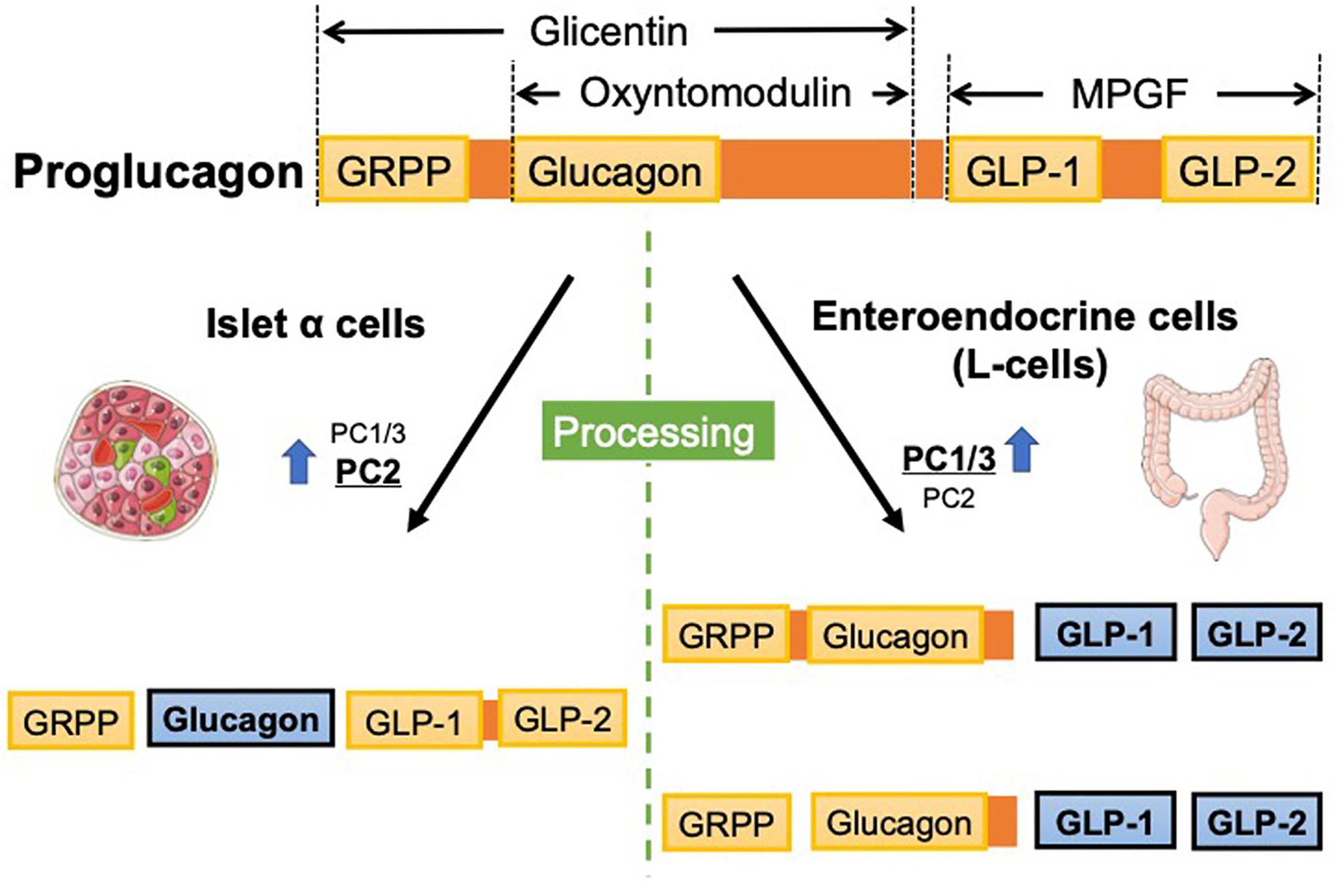 cancer gastric stadiul 2)