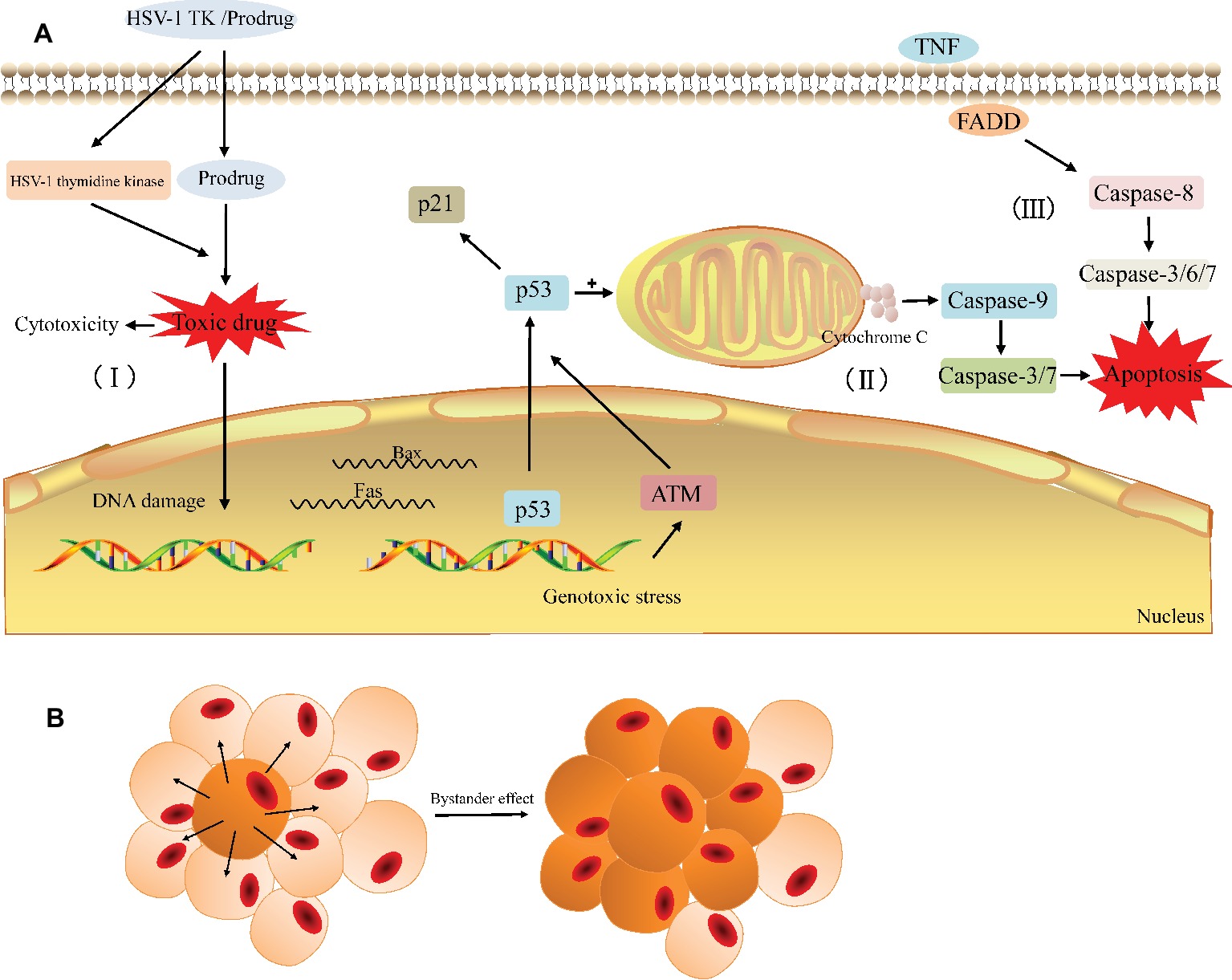 Frontiers AlphaHerpesvirus Thymidine Kinase Genes Mediate Viral