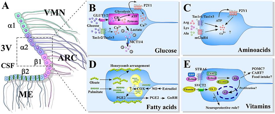 Role of hypothalamic tanycytes in nutrient sensing and energy balance, Proceedings of the Nutrition Society