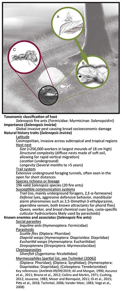 Frontiers Interspecific Eavesdropping On Ant Chemical Communication 