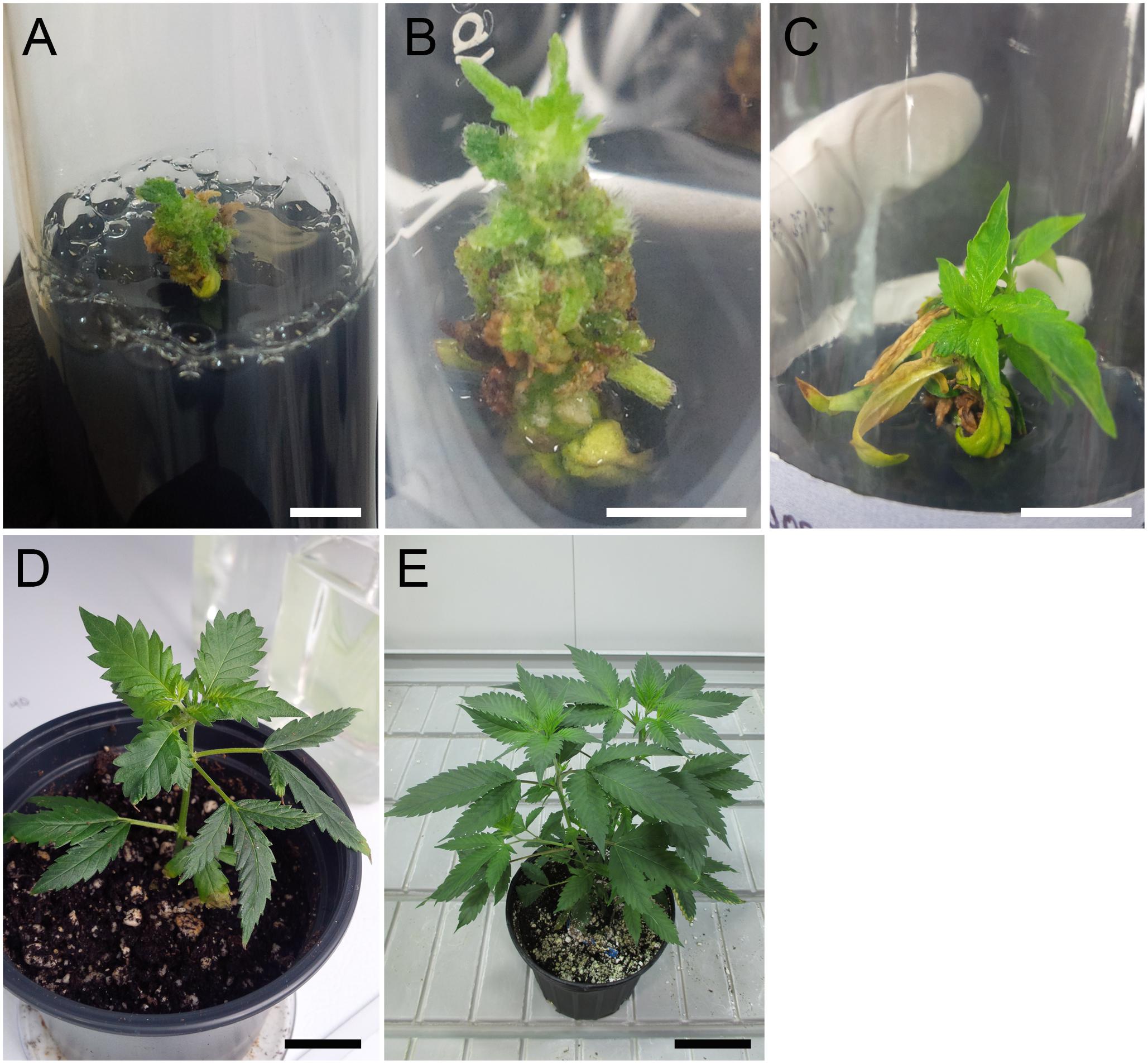 Ass kicking autoflower strain dominant terpenes