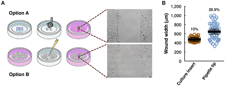 Frontiers In Vitro Cell Migration Invasion And Adhesion