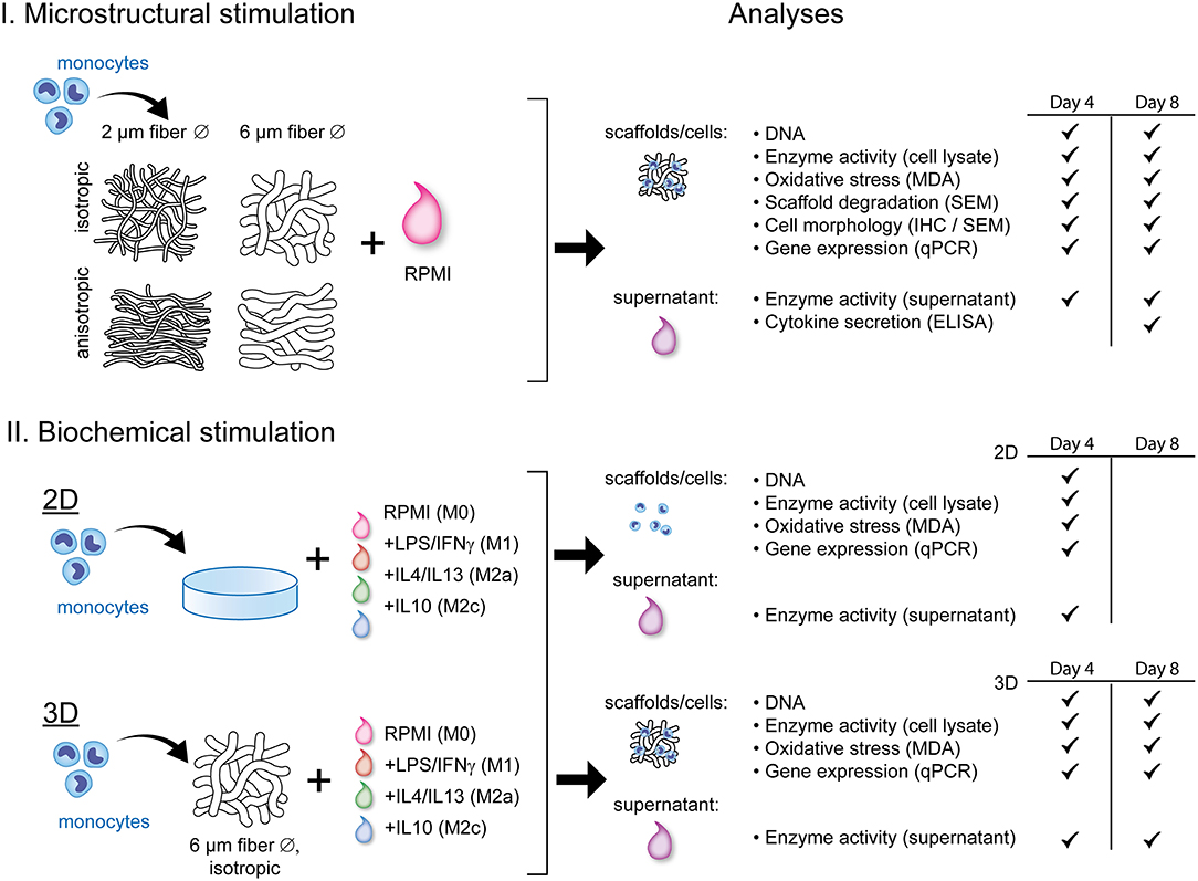 Frontiers Macrophage Driven Biomaterial Degradation Depends On Scaffold Microarchitecture Bioengineering And Biotechnology