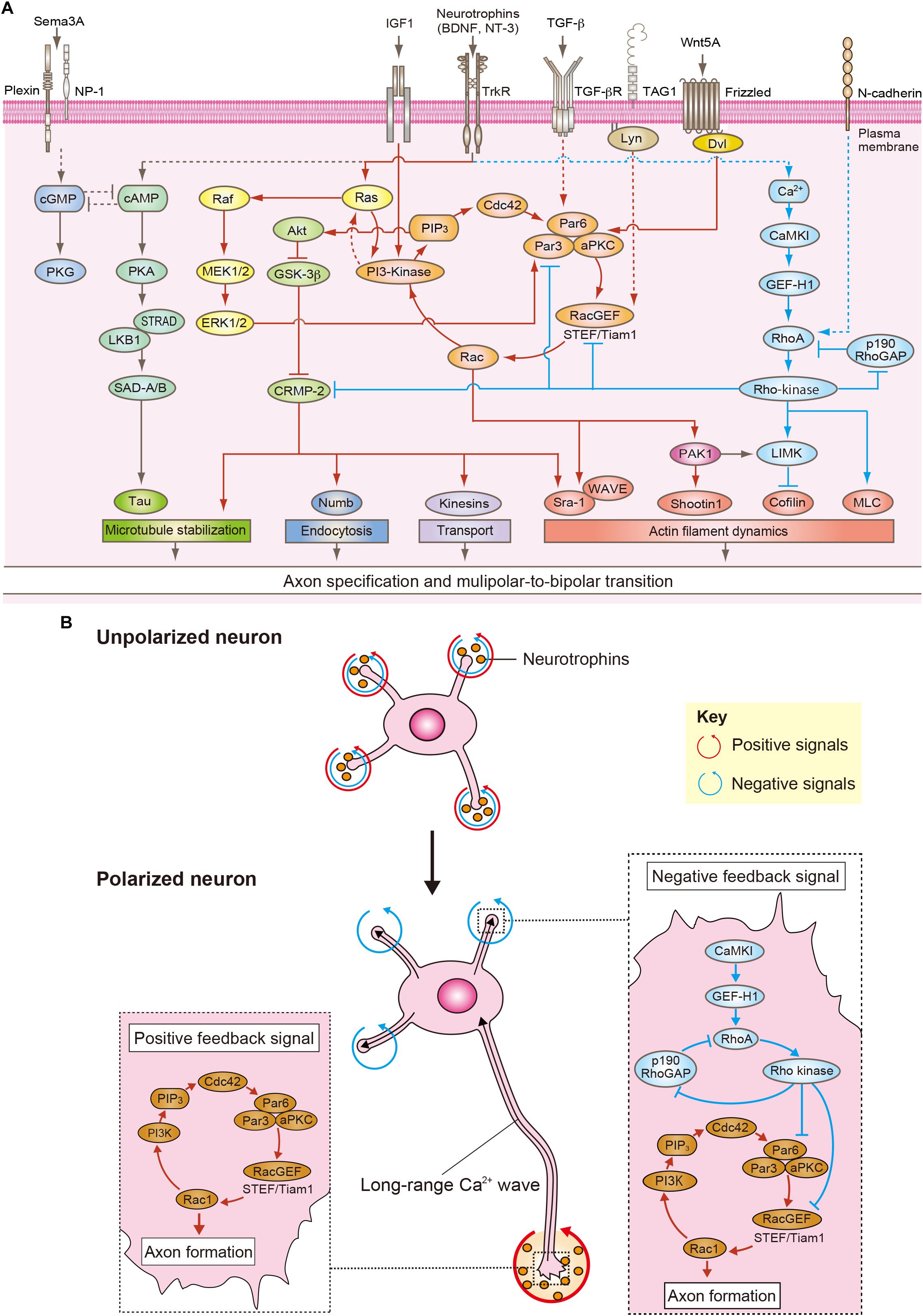 Rac1 Regulates Neuronal Polarization through the WAVE Complex