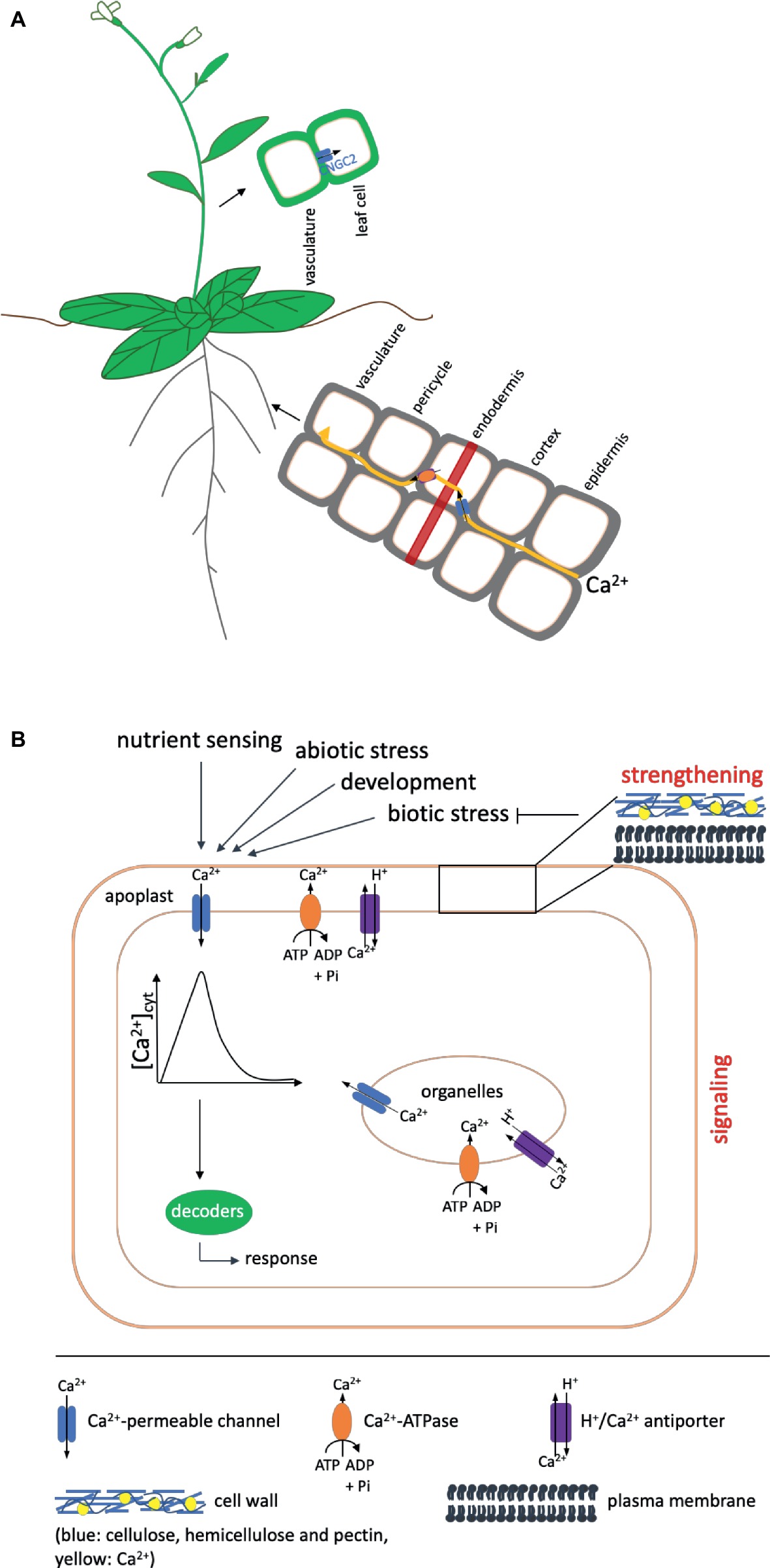 Frontiers Calcium Nutrient And Messenger Plant Science