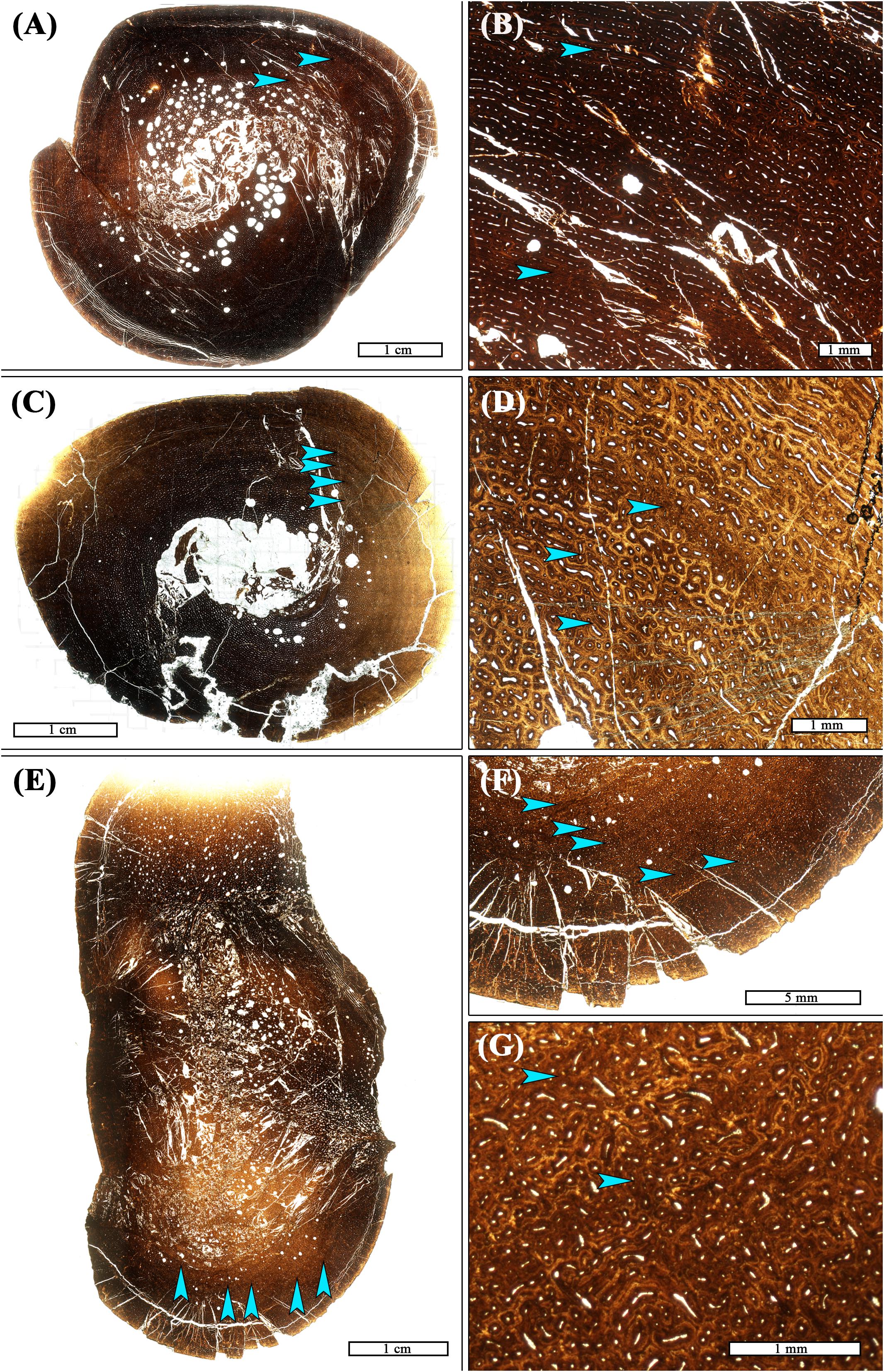 Maiasaura, a model organism for extinct vertebrate population