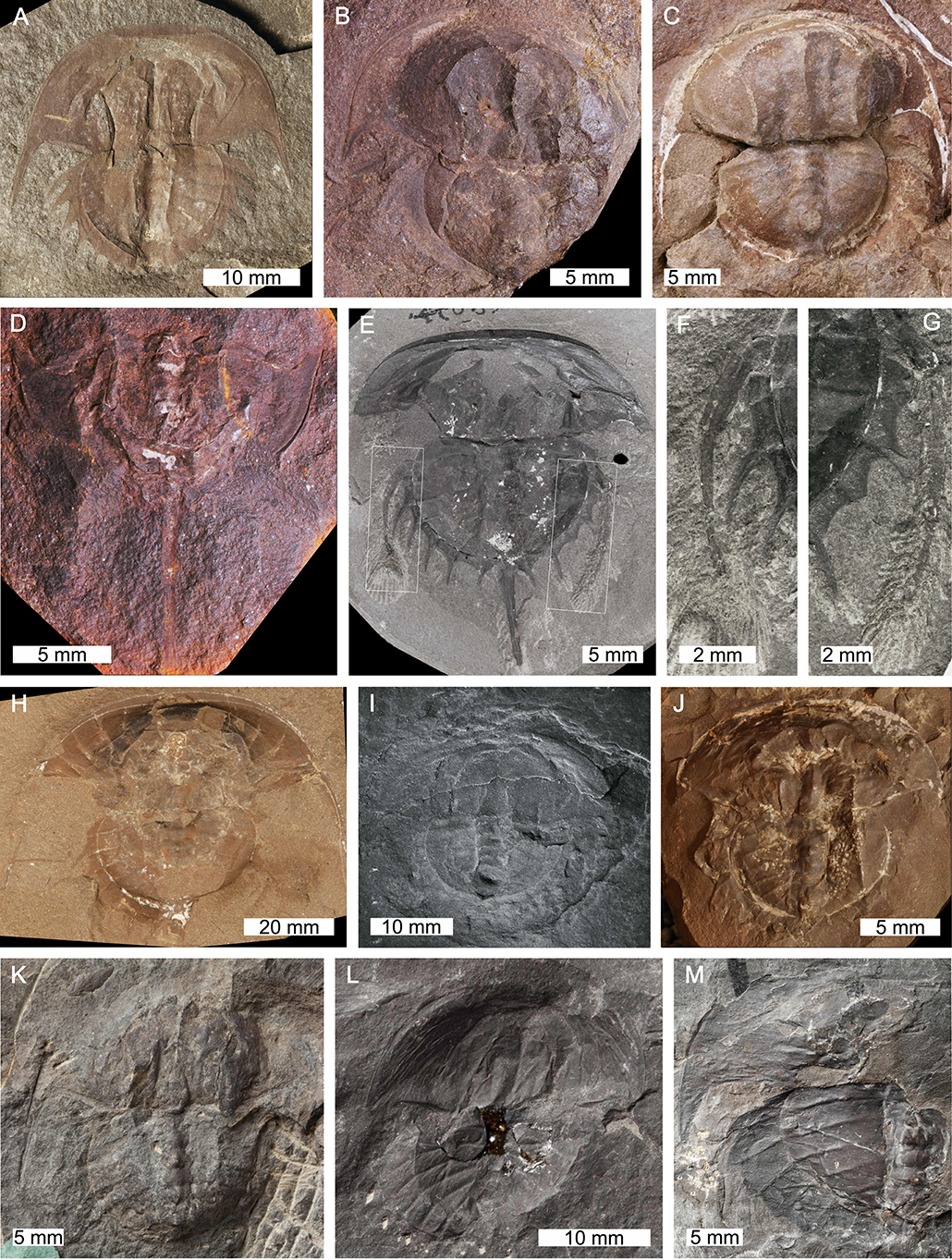 Frontiers | Pictorial Atlas of Fossil and Extant Horseshoe Crabs, With  Focus on Xiphosurida