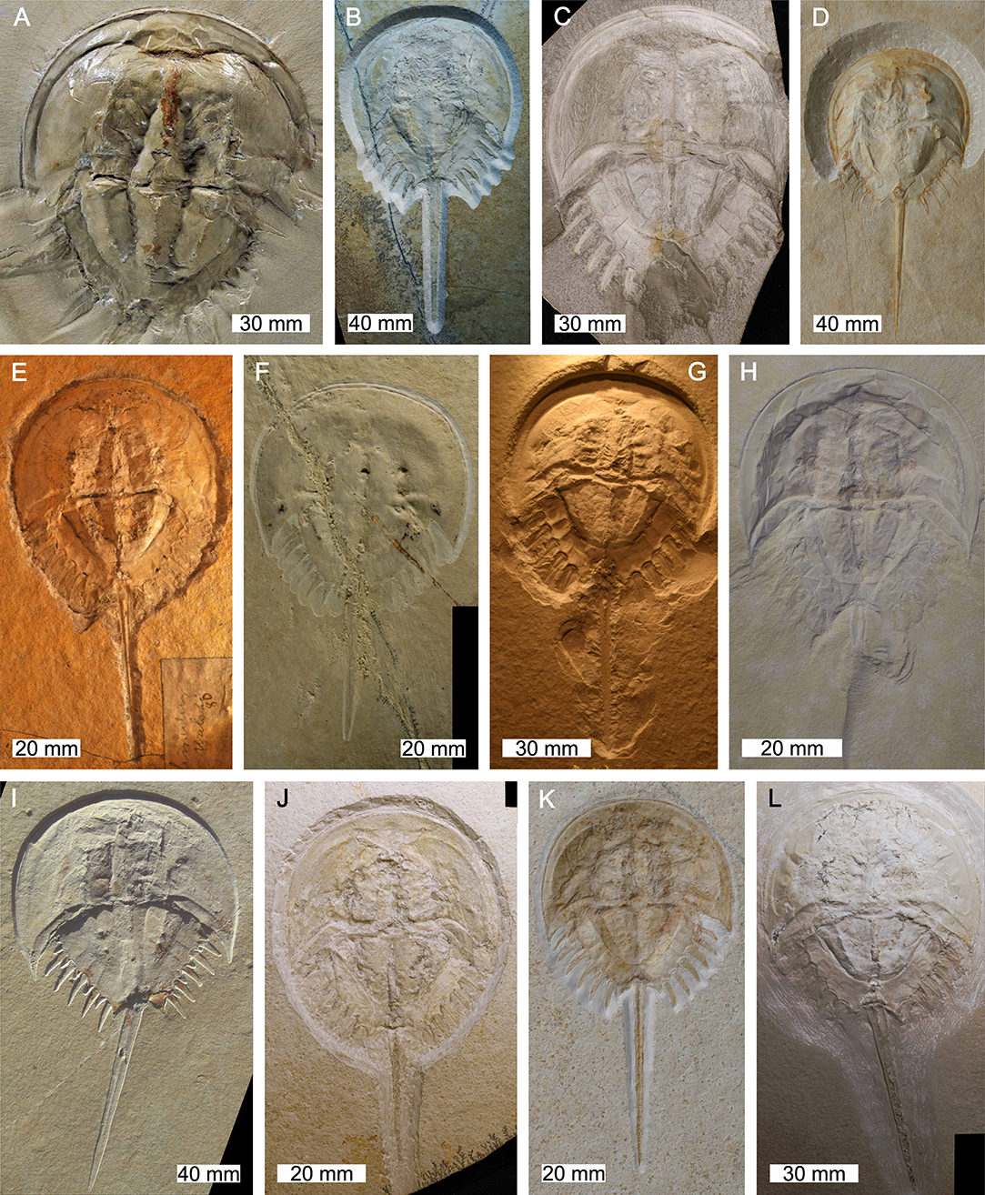 Frontiers | Pictorial Atlas of Fossil and Extant Horseshoe Crabs, With  Focus on Xiphosurida