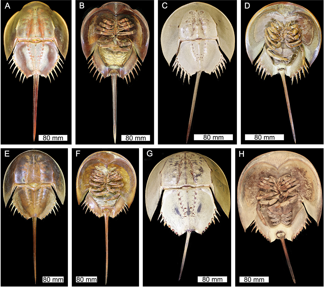 Frontiers | Pictorial Atlas of Fossil and Extant Horseshoe Crabs, With  Focus on Xiphosurida