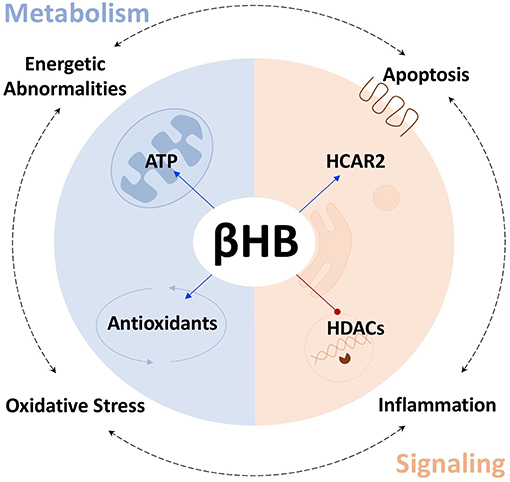 Beta-hydroxybutyrate or BHB –All You Need to Know - H.V.M.NBlog