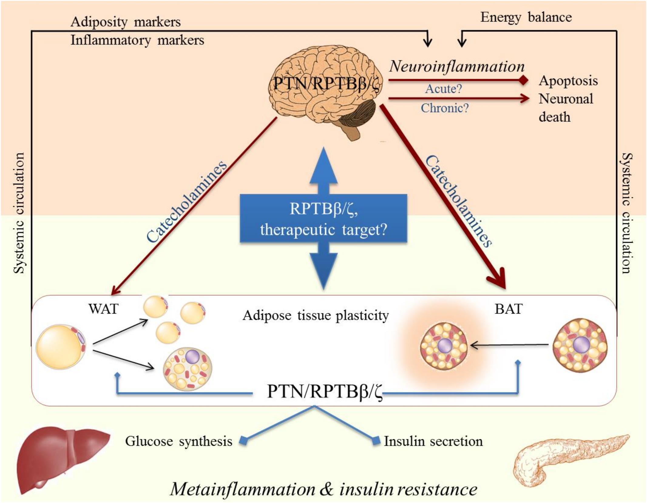 bal Aap In zicht Frontiers | Connecting Metainflammation and Neuroinflammation Through the PTN-MK-RPTPβ/ζ Axis: Relevance in Therapeutic Development bal Aap In zicht Frontiers | Connecting Metainflammation and Neuroinflammation Through the PTN-MK-RPTPβ/ζ Axis: Relevance in Therapeutic Development
