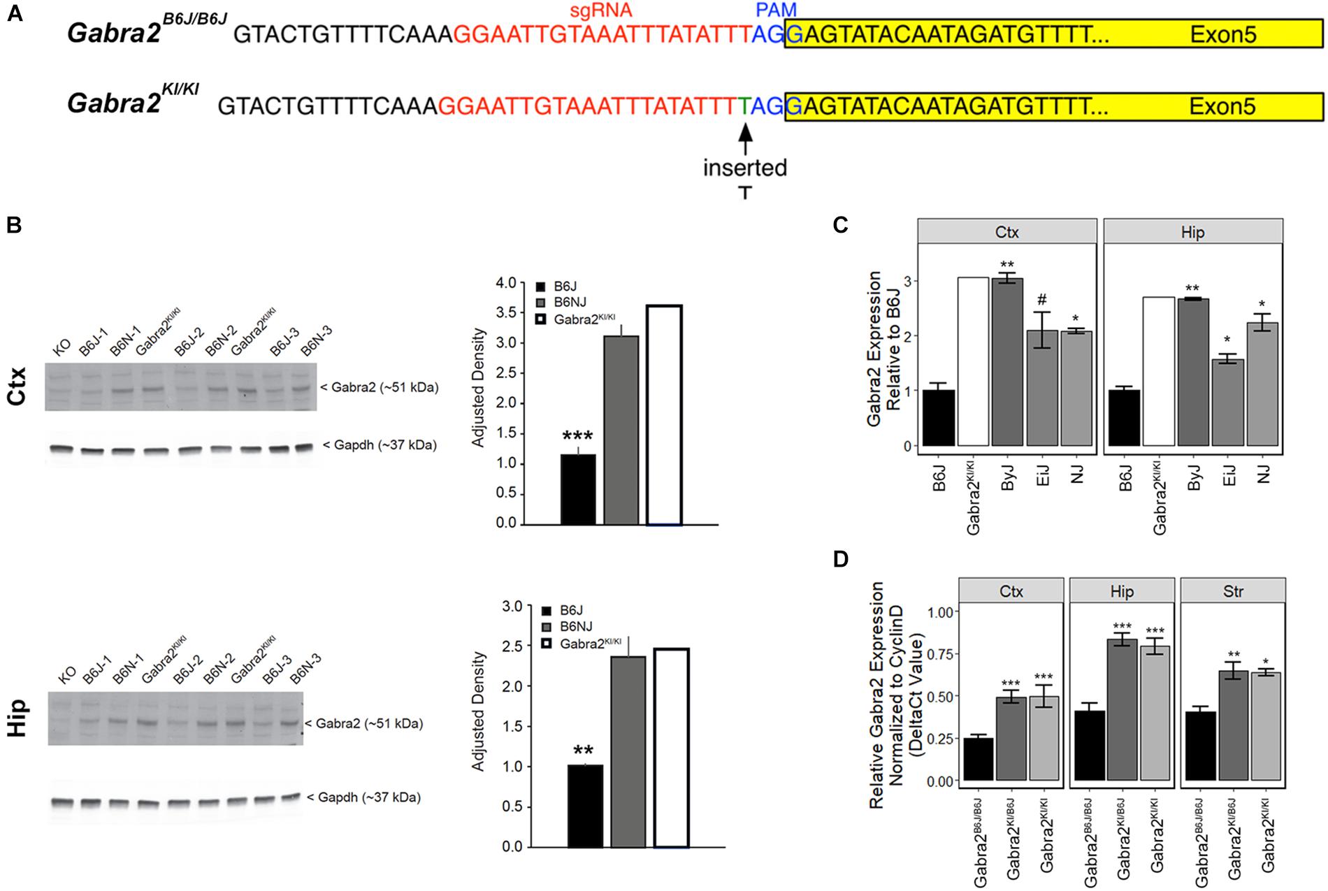 Frontiers | Identification of a Functional Non-coding Variant in the ...