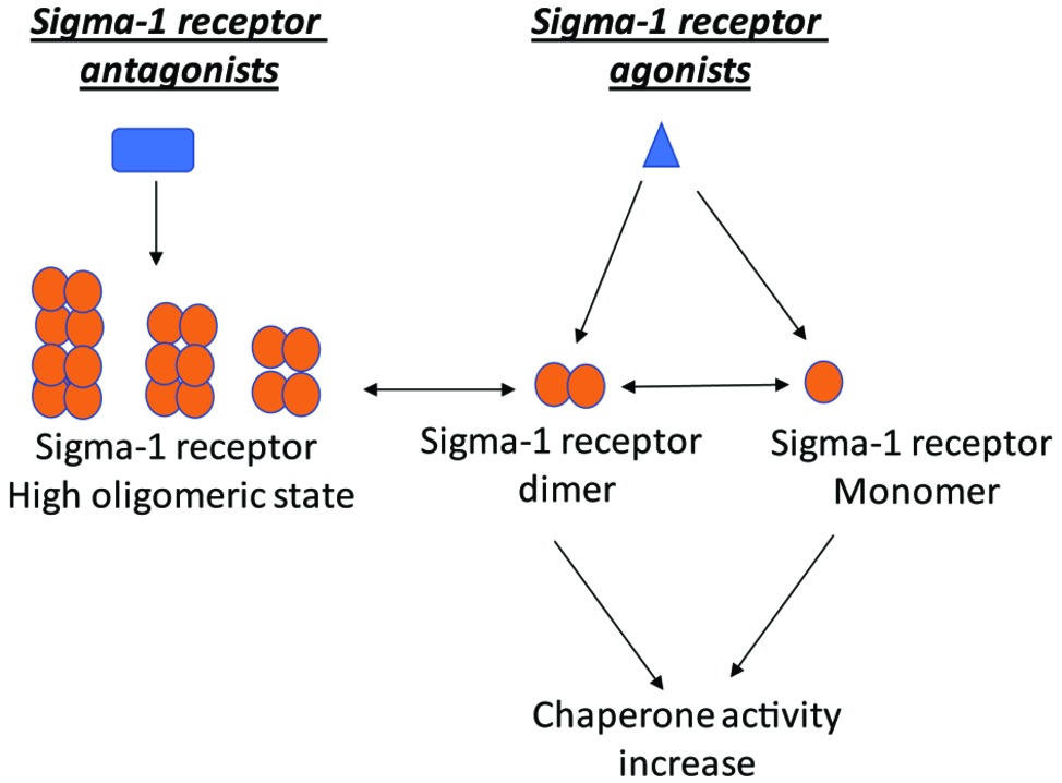 Аратин сигма. Сигма рецепторы. Сигма 1 рецепторы. Sigma 1 receptors. Сигма опиоидный Рецептор.