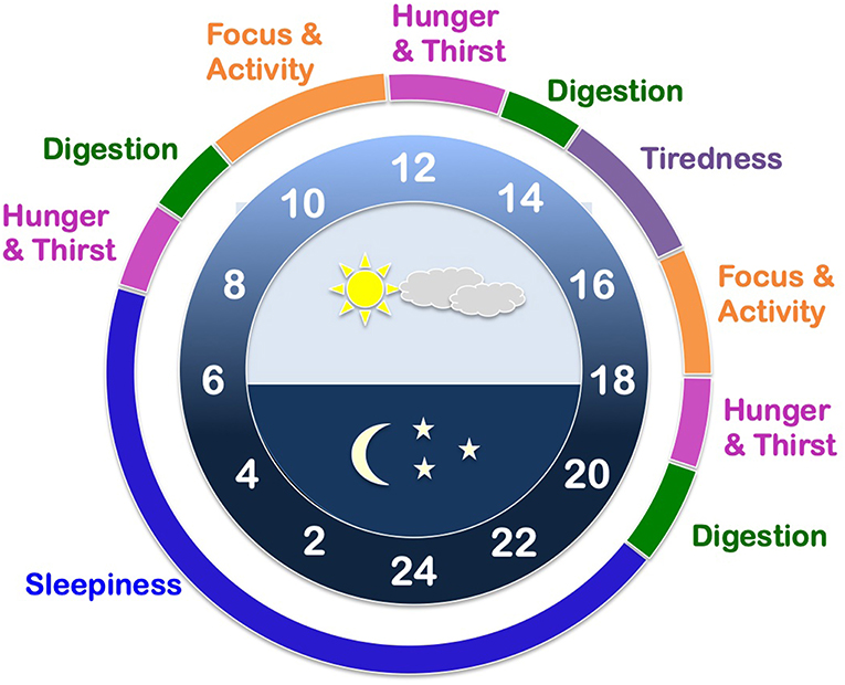 Missing part assumes a part in our body clock