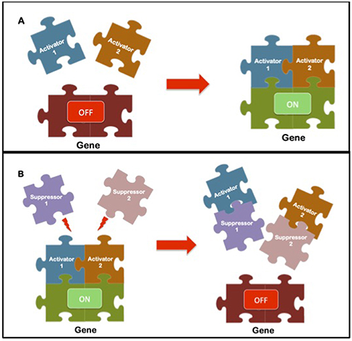 Figure 2 - Our internal clocks are controlled by genes that produces proteins called activators and suppressors.