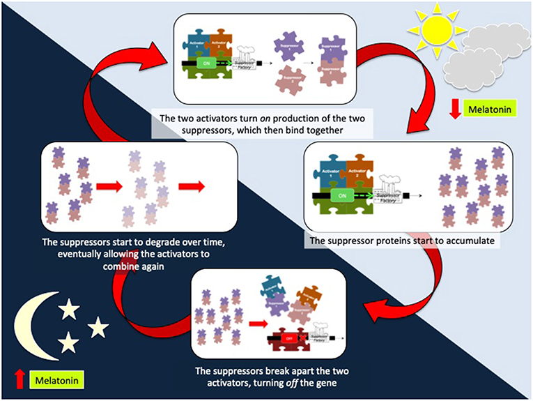 Figure 3 - The complete cycle of how the genes interact in our internal clocks over a 24-h time period.