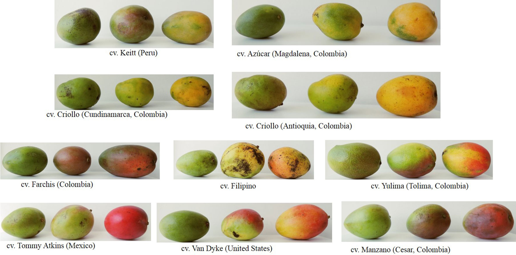 Frontiers | Chemical Composition of Mango (Mangifera indica L.) Fruit ...