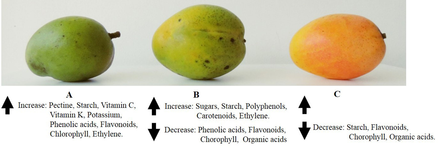 Frontiers Chemical Composition Of Mango Manera Indica L Fruit