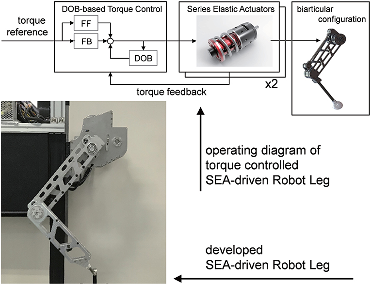 Frontiers  Development, Analysis, and Control of Series Elastic  Actuator-Driven Robot Leg