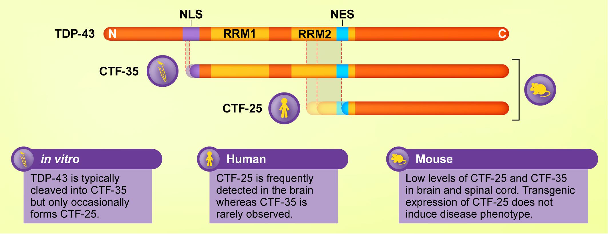 Frontiers The Pathobiology Of Tdp 43 C Terminal Fragments In Als And Ftld Neuroscience