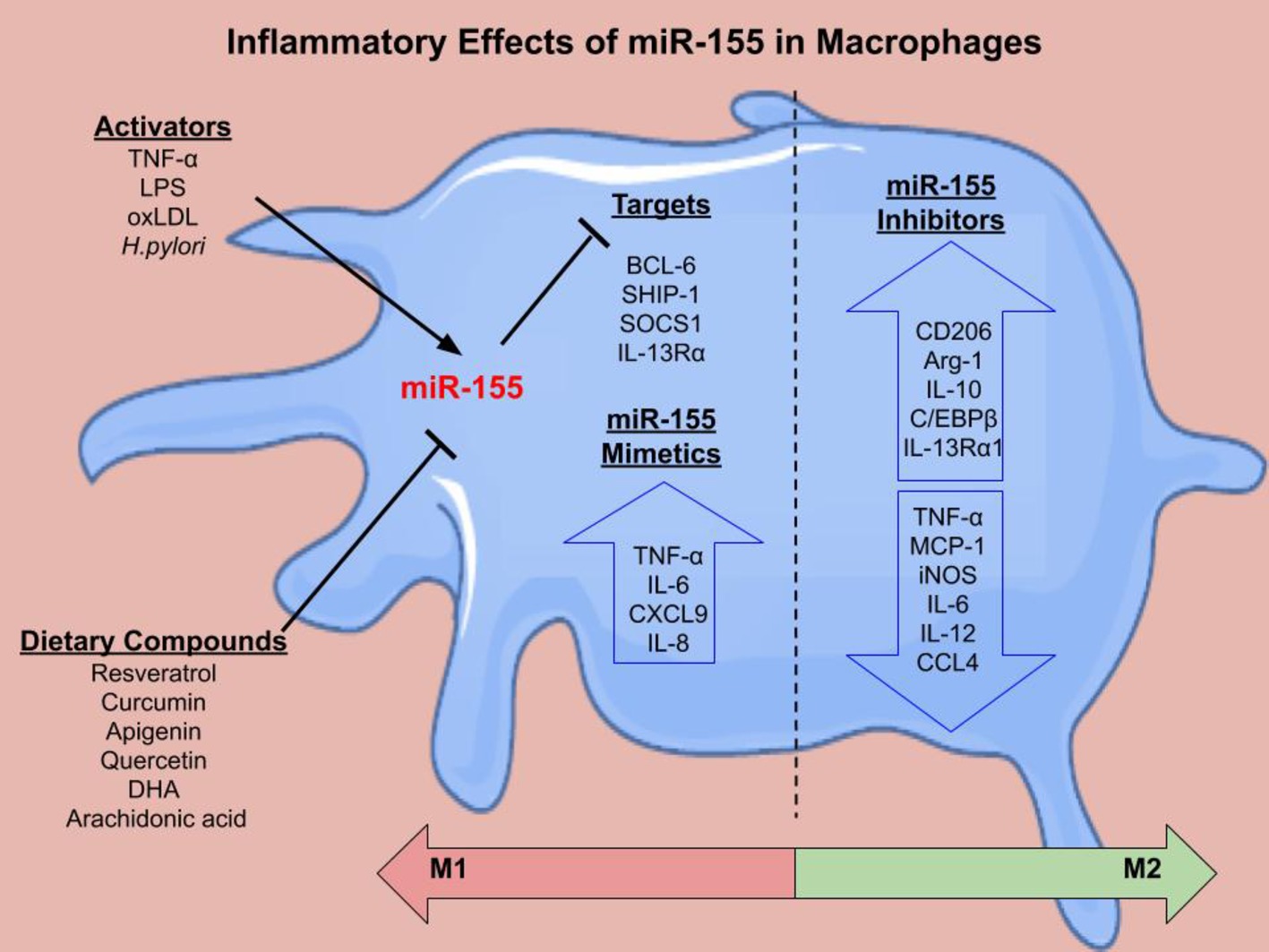 Frontiers Mir 155 In The Resolution Of Atherosclerosis