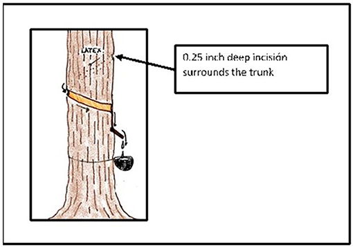 Natural rubber is outlet