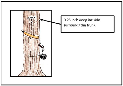 What Is Natural Rubber and Why Are We Searching for New Sources? ·  Frontiers for Young Minds