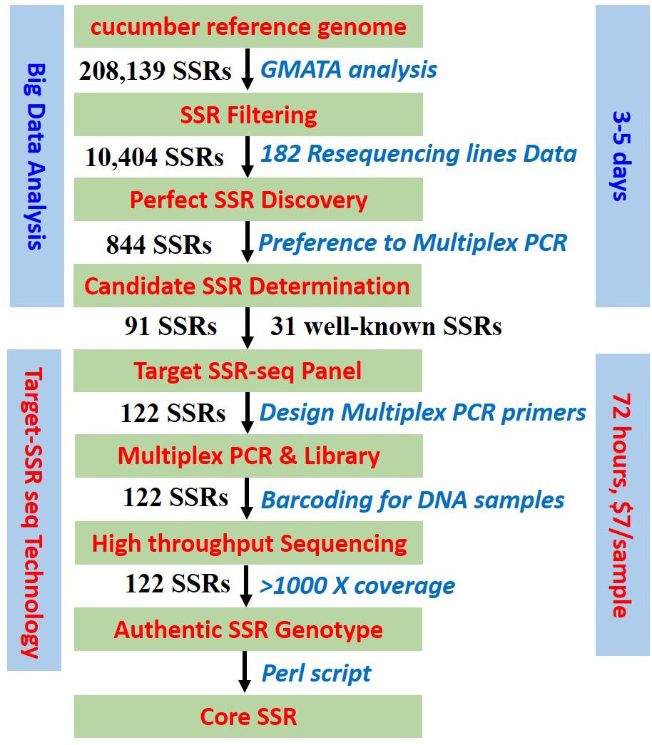 Frontiers Target Ssr Seq A Novel Ssr Genotyping Technology Associate With Perfect Ssrs In Genetic Analysis Of Cucumber Varieties Plant Science