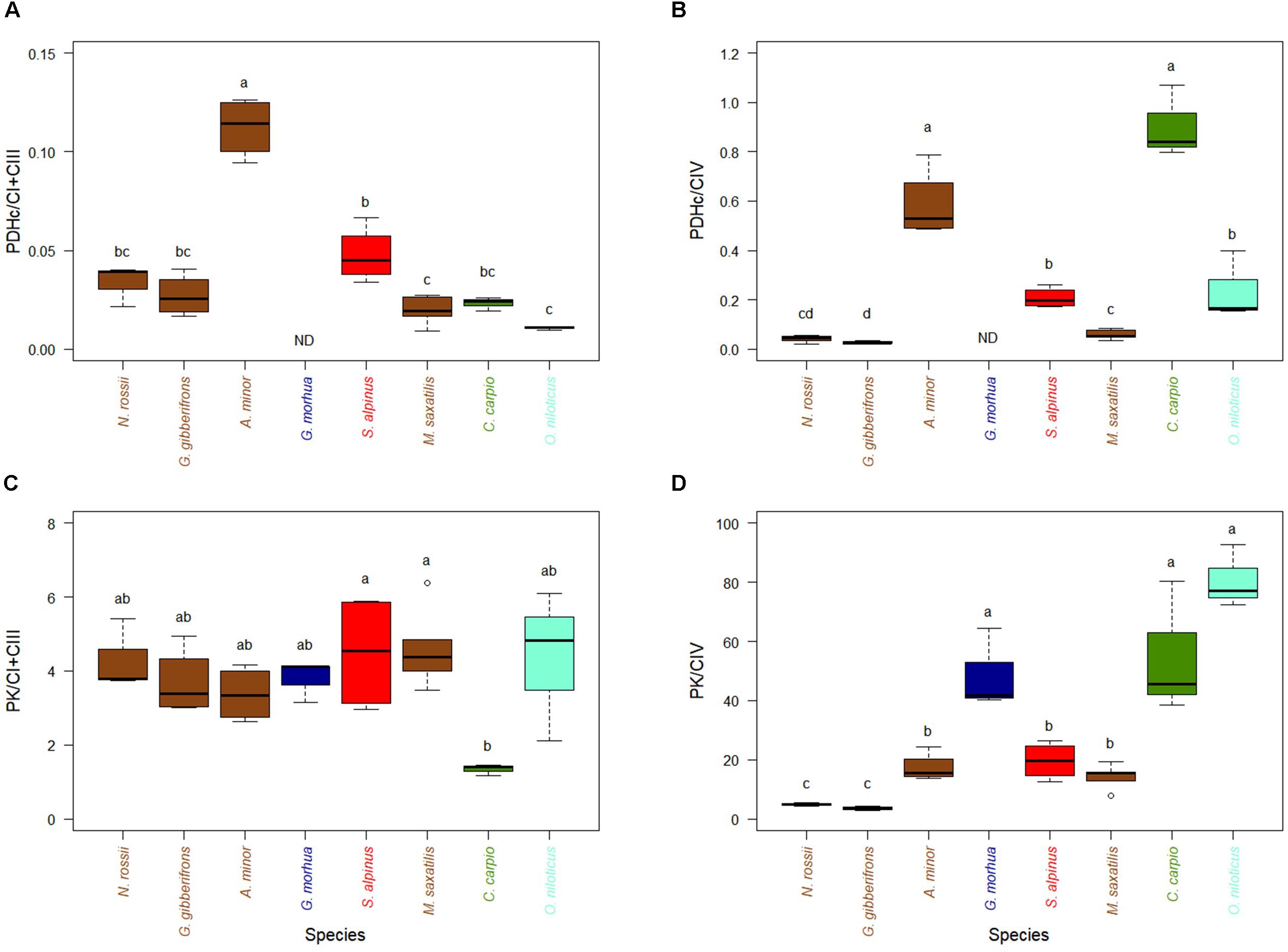 Frontiers From Africa To Antarctica Exploring The Metabolism Of Fish Heart Mitochondria Across A Wide Thermal Range Physiology