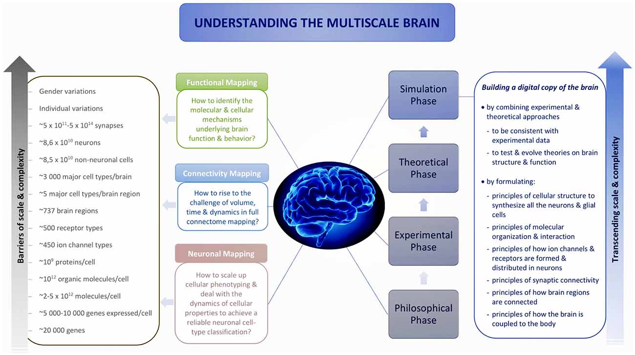 manuscript central human brain mapping