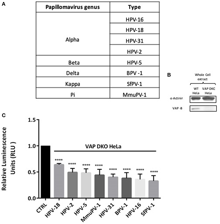 papillomavírus hpv 31 hpv rákot okozó