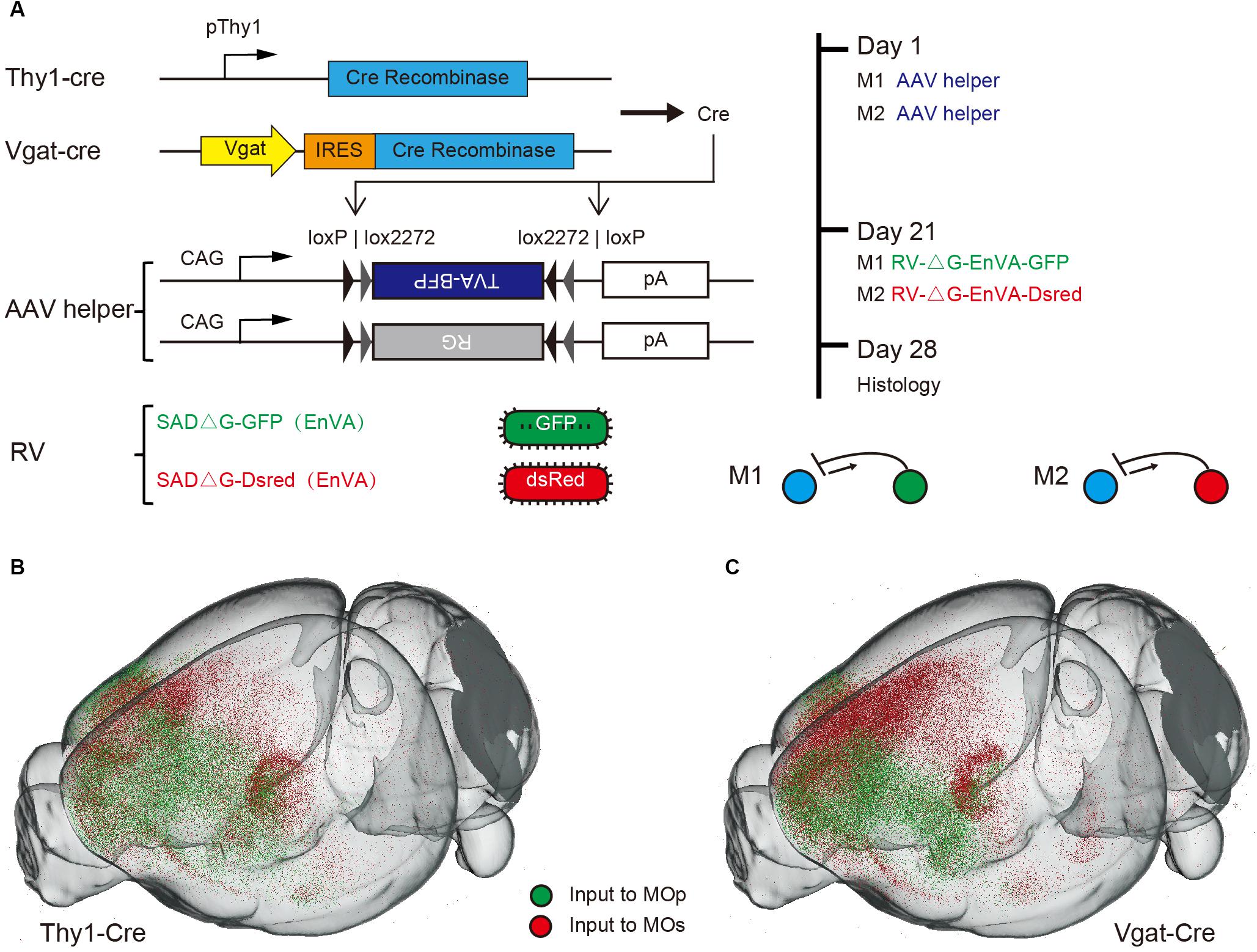 Long brain. Mvnt (multinodular and Vacuolating neuronal tumours) мрт. Excitation and inhibition in the Brain. The interaction of the processes of excitation and inhibition in the neuron.. VGAT-cre Mouse.