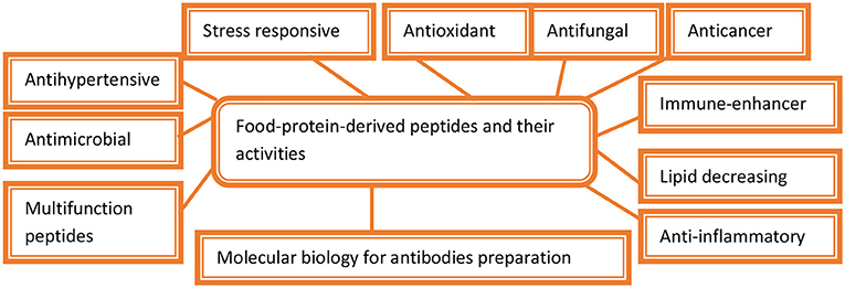 Frontiers Microbial Proteases Applications Bioengineering And Biotechnology