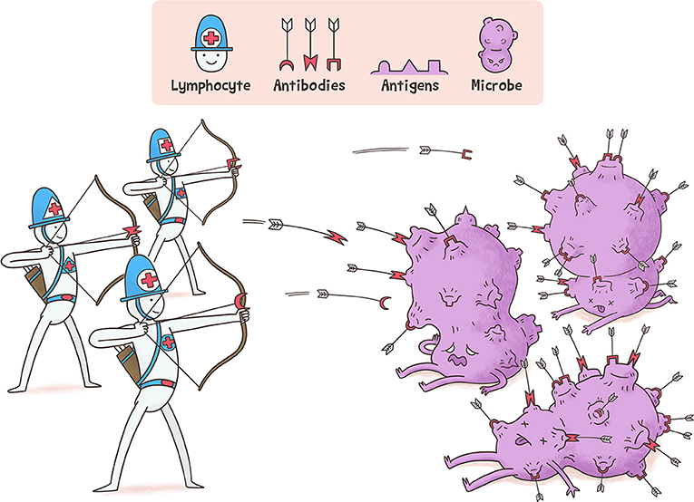 Figure 2 - Antibodies produced by lymphocytes bind antigens and kill microbes.
