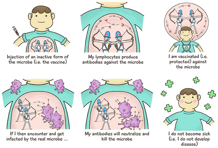 Figure 3 - How vaccines work.