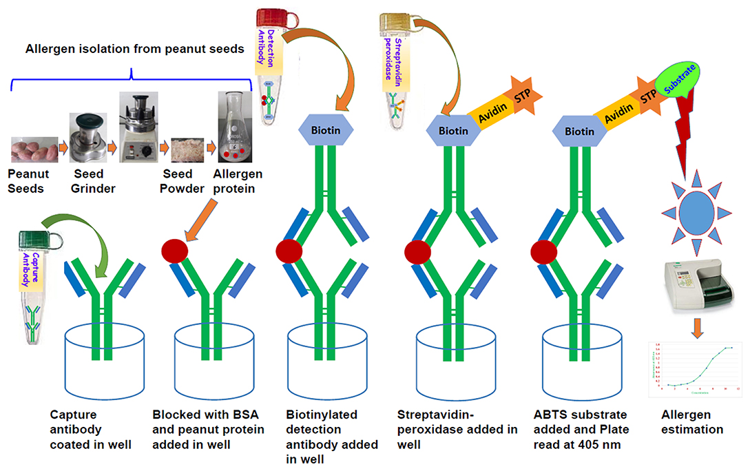 Frontiers | An Improved Enzyme-Linked Immunosorbent Assay (ELISA) Based Protocol Using for Detection of Five Major Peanut Allergens Ara h 1, Ara h 2, Ara h 3, Ara h 6, and Ara h 8 | Nutrition