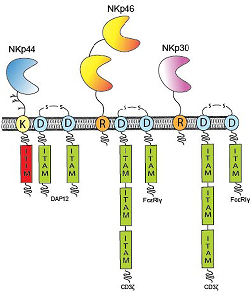 Frontiers | The Natural Cytotoxicity Receptors in Health and Disease