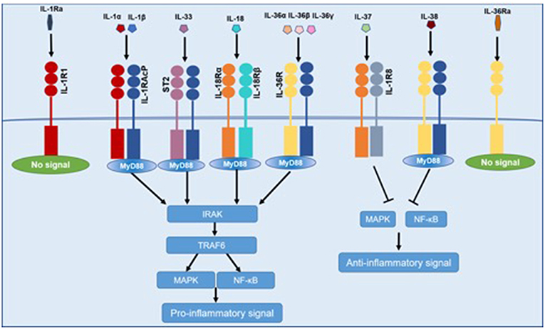 Frontiers The Roles Of Il 1 Family Cytokines In The Pathogenesis Of Systemic Sclerosis Immunology